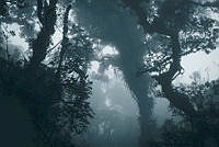 1_BosquedeNiebla_EliGarcia.jpg