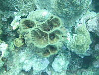 JAJ0490 Geodia neptuni.jpg