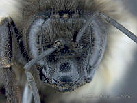 JAMR010 Bombus wilmattae.jpg