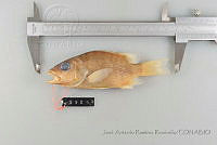 JARR0706 Lutjanus apodus.jpg