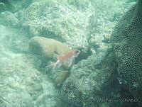 VDLCF0904 Holocentrus adscensionis.jpg