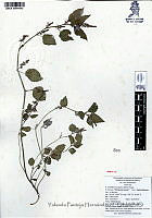 YPH0032 Acalypha infesta.jpg