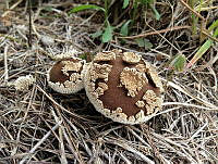 MDLEC001 Lycoperdon candidum.jpg