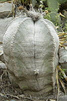 TMRP0002 Astrophytum myriostigma.jpg