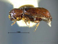 CMLG152 Pityophthorus cuspidatus.jpg