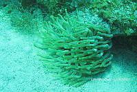 NE018 0438 Condylactis gigantea.jpg