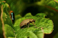 SM0599 Disonycha politula Colaspis brunnea.jpg