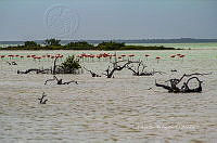 FBA0929 Phoenicopterus ruber.jpg