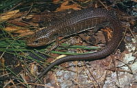 LCMBK019-1 Barisia imbricata ssp. planifrons.jpg