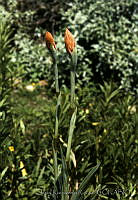 060 Spiranthes cinnabarina.jpg