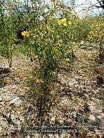 LI005 0126 Senna pallida.jpg