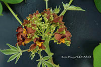 ME010 KV 01044 Godmania aesculifolia (Kunth) Standl., 1926.JPG