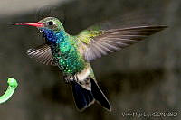 VHL0156 Cynanthus latirostris.jpg