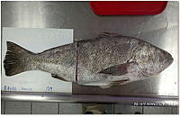 RE006 0057 Totoaba.tif