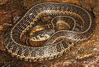 ECA0321 Thamnophis lineri.jpg