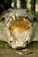 IMDOC0978 Crocodylus acutus.jpg