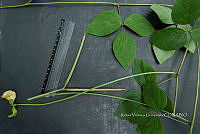 Yolox 2604 Vigna vexillata.jpg