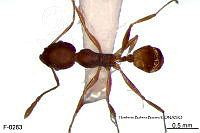 ME006 Hormi 0332 Pheidole punctatissima.jpg