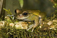 MASM04925 Plectrohyla ixil.jpg