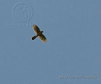 MGaves 1149 Accipiter cooperii.jpg