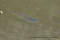 AAKVDH 0116 Oreochromis mossambicus.JPG