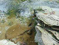 JLMD06 Hypostomus plecostomus.jpg