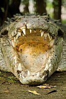 IMDOC0978 Crocodylus acutus.jpg
