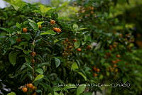 IMDOC4152 Celtis pallida.jpg