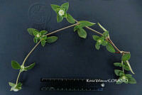 ME010 KV 01924 Gomphrena serrata L., 1753_.JPG