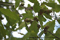 PJ016 0352 Quercus acutifolia.JPG