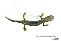 ME006 herp SCLC 0264 Bolitoglossa franklini - (Schmidt, 1936).jpg