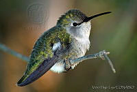 VHL0215 Calypte costae.jpg
