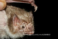JCC0300 Desmodus rotundus ssp. murinus.JPG