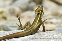 CNS1342 Basiliscus vittatus.jpg