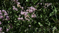JJSE0010 Acourtia wrightii.JPG