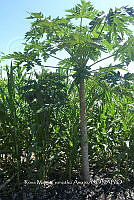 SG019 0239 Carica, Zea mays.jpg