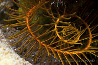 Davidaster rubiginosus_3.jpg