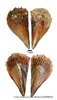 KT014 0192 Atrina maura.JPG