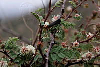 CGL5399 Mimosa aculeaticarpa.jpg
