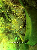 NE018 0922 Clavelina.jpg