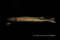 GN030 0045 Hyporhamphus naos.jpg