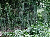 RG0550020 Acantocereus  tetragonus.JPG