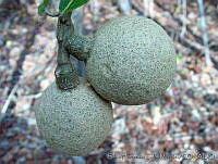 SHSM0087 Morisonia americana.jpg