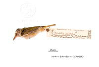 ME006 Aves 0671 Hylophilus decurtatus.jpg