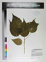 JAdNV0557 Acalypha macrostachya.JPG