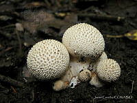 JC001 Lycoperdon perlatum.jpg