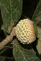 MDLLPG0123 Quercus deserticola.jpg