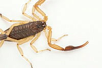 MASM07678 Centruroides nigrimanus.jpg