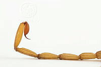 MASM07690 Centruroides infamatus.jpg