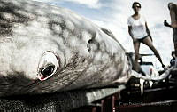 EBG03 Rhincodon typus.jpg